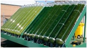 Use of Algae in Electricity Generation 1