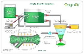 Use of Algae in Electricity Generation 2