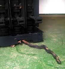 power-system-failures-snakes
